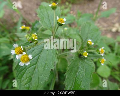 shaggy Soldat (Galinsoga quadriradiata) Plantae Stockfoto