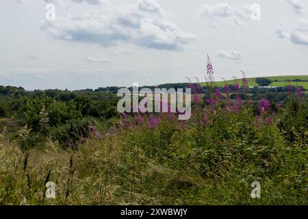 Blick nach Süden von Waldridge fiel im Sommer Stockfoto