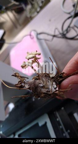 (Resinomycena rhododendri) Pilze Stockfoto