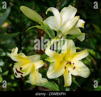 lilium jaune Conca d'Or (jardin du ruisseau de l'église 2024) Stockfoto