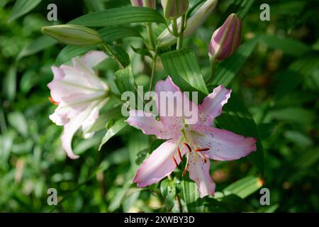 lilium Rose Joséphine (jardin du ruisseau de l'église 2024) Stockfoto