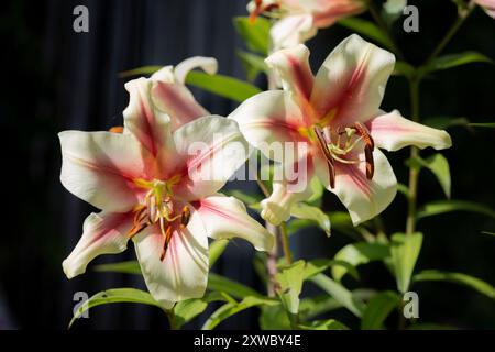 lilium jaune et grenat Lavon (jardin du ruisseau de l'église 2024) Stockfoto