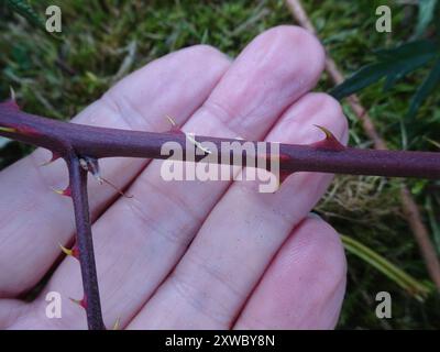 Brombeere (Rubus laciniatus) Plantae Stockfoto