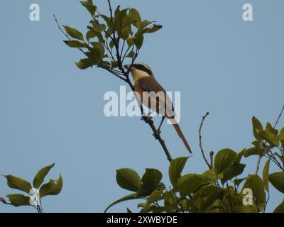 Philippine Brown Shrike (Lanius cristatus lucionensis) Aves Stockfoto