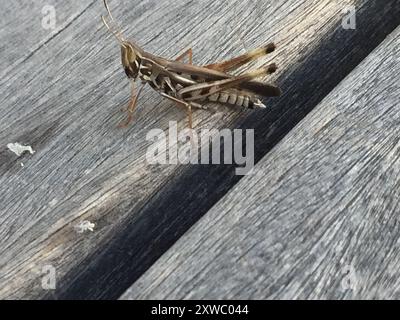 Bewundernswerte Grasshopper (Syrbula admirabilis) Insecta Stockfoto