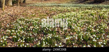 Frühlingsschneeflockenblüten in lateinisch leucojum vernum weiß blühenden Blüten Stockfoto