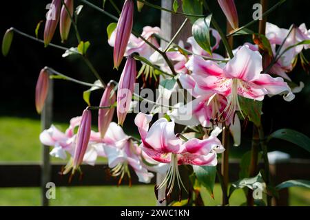 lilium Rose Anastasia (jardin du ruisseau de l'église 2024) Stockfoto