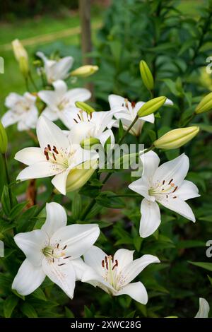 Lilium blanc Eyeliner (jardin du ruisseau de l'église 2024) Stockfoto