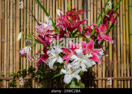 Bouquet de lys rouges, Roses et blancs, Lys Casablanca, Lys Gomera, Lys Joséphine, lys Miss Feya, Lys Aspiration (jardin du ruisseau de l'église 2024) Stockfoto