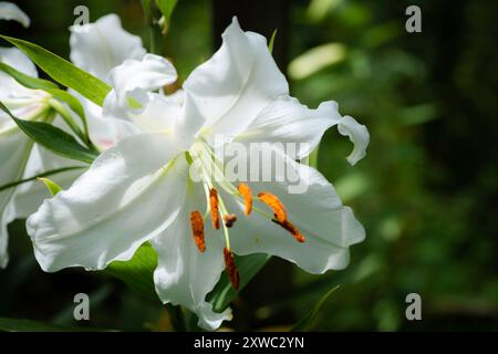 lilium blanc Casablanca (jardin du ruisseau de l'église 2024) Stockfoto