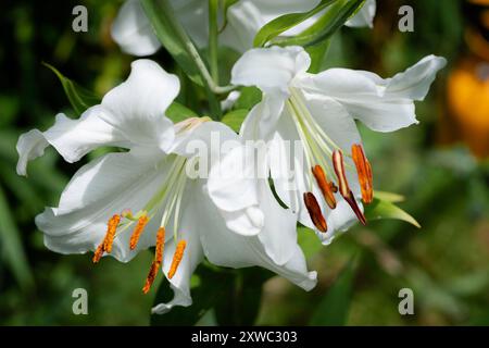 lilium blanc Casablanca (jardin du ruisseau de l'église 2024) Stockfoto