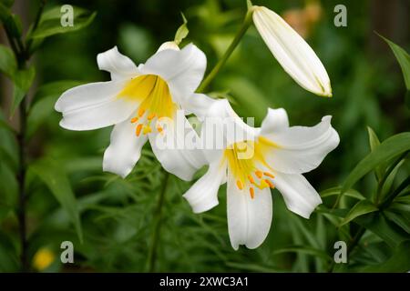 Lilium blanc et jaune Royal Régale Album (jardin du ruisseau de l'église 2024) Stockfoto