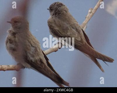 Braunthroated Martin (Riparia paludicola) Aves Stockfoto