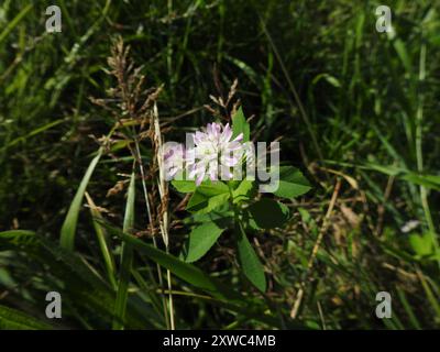 Umkehrklee (Trifolium resupinatum) Plantae Stockfoto