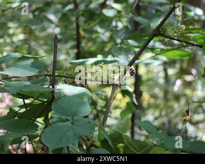 Amerikanische Spikenard (Aralia racemosa) Plantae Stockfoto