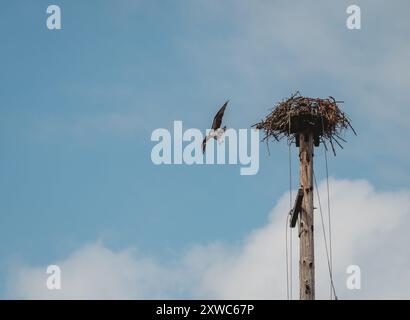 Adulter Fischadler, der am sonnigen Tag vom Nest auf einem künstlichen Stock wegfliegt. Stockfoto