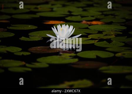 Seerosen- und Seerosenpolster, die im Sommer auf der Oberfläche des Sees schwimmen. Stockfoto