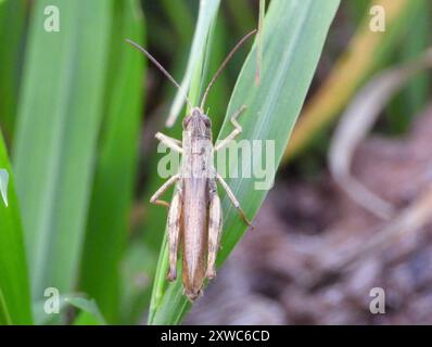 Lokomotive Grasshopper (Chorthippus apricarius) Insecta Stockfoto