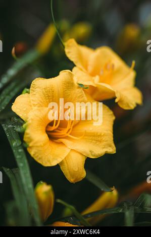 Nahaufnahme von gelben Taglilienblüten, die am Sommertag im Garten blühen. Stockfoto