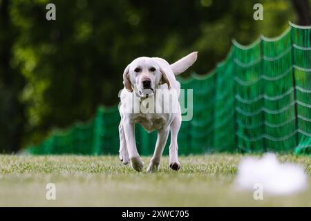 Gelber Labrador Retriever Laborhund Lauflockenkurs Hundesport Stockfoto