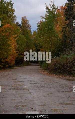 Unbefestigte Straße umgeben von dichtem Herbstwald mit farbenfrohen Laub Stockfoto