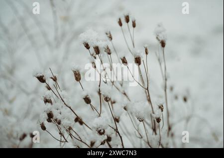 Schneebedeckte säulenzweige in einem Wintergarten Stockfoto