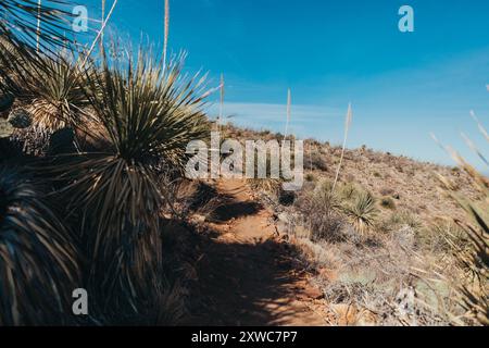 Wanderweg gesäumt von Sotol Pflanzen im Franklin Mountains State Park Stockfoto