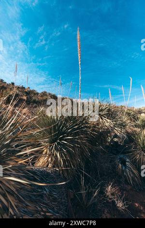 Sotol im Franklin Mountains State Park in El Paso, Texas Stockfoto