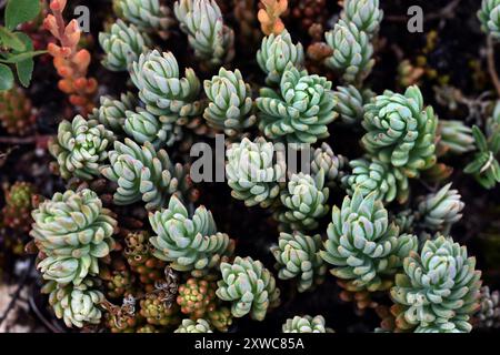 Detaillierung der fleischigen (sukkulenten) Blätter von Sedum sediforme Stockfoto