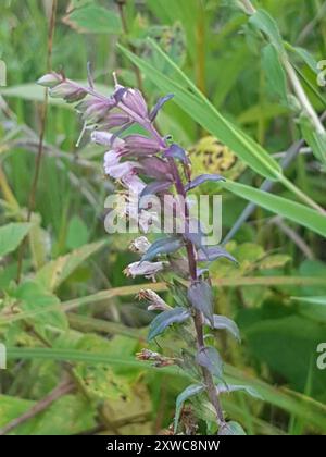 Red Bartsia (Odontites vernus) Plantae Stockfoto