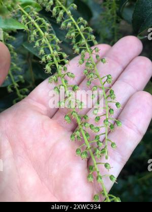 Baum Tutu (Coriaria arborea) Plantae Stockfoto