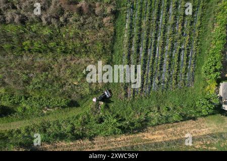 Landwirt, der mit einem Minitraktor Gras neben dem bewirtschafteten Feld mäht Stockfoto