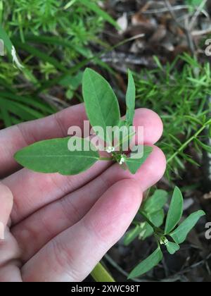 Grassleaf Spurge (Euphorbia graminea) Plantae Stockfoto