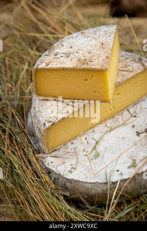 Cheesemonger Jean-Marie Beaudoin. Herstellung und Verkauf von biologischem Bauernkäse in Villers-sur-Auchy (Nordfrankreich). Rohmilchkäse „Tomme au fo Stockfoto