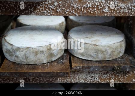 Villers-sur-Auchy (Nordfrankreich): Cheesemonger Jean-Marie Beaudoin. Herstellung und Verkauf von ökologischem Bauernkäse. Rohmilchkäse „Tomme au foin Stockfoto