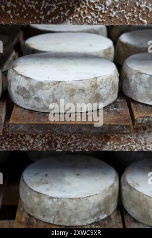 Cheesemonger Jean-Marie Beaudoin. Herstellung und Verkauf von biologischem Bauernkäse in Villers-sur-Auchy (Nordfrankreich). Rohmilchkäse „Tomme au fo Stockfoto