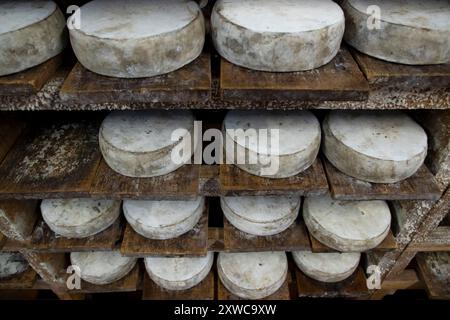 Cheesemonger Jean-Marie Beaudoin. Herstellung und Verkauf von biologischem Bauernkäse in Villers-sur-Auchy (Nordfrankreich). Rohmilchkäse „Tomme au fo Stockfoto