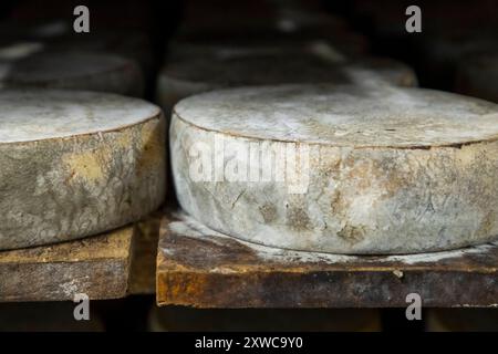 Villers-sur-Auchy (Nordfrankreich): Cheesemonger Jean-Marie Beaudoin. Herstellung und Verkauf von ökologischem Bauernkäse. Rohmilchkäse „Tomme au foin Stockfoto