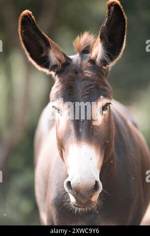 Katalanische Esel in den Pyrenäen in Spanien. Stockfoto