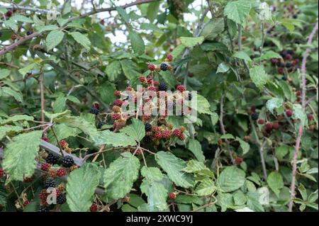 Saftige, reife Brombeeren, die bereit sind, geerntet zu werden Stockfoto