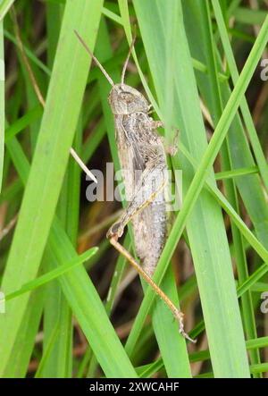 Lokomotive Grasshopper (Chorthippus apricarius) Insecta Stockfoto