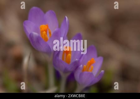 Lila Krokus Nahaufnahme mit Hintergrundunschärfe Stockfoto