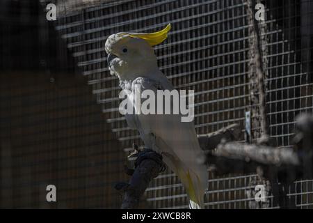 Schwefelkrempel-Cockatoo-Cacatua Galerita Stockfoto