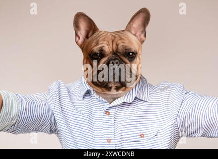 Französische Bulldogge Trägt Gestreiftes Hemd Im Studio-Porträt Stockfoto