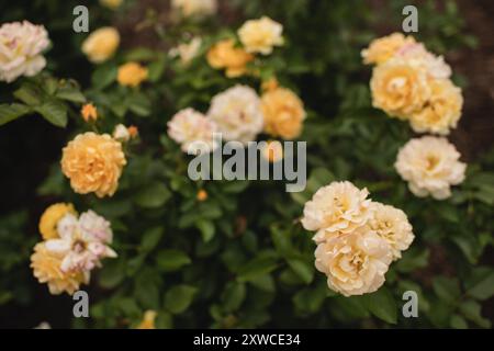 Gelbe Rosen im blühenden Sommergarten vor grünem Hintergrund Stockfoto