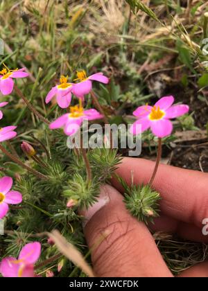 Variable Linanthus (Leptosiphon parviflorus) Plantae Stockfoto