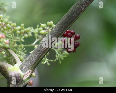 Amerikanische Spikenard (Aralia racemosa) Plantae Stockfoto