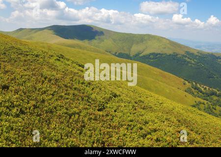 Sanfte, grasbewachsene Hügel. karpaten Landschaft der ukraine an einem sonnigen Sommertag. Hänge des Borzhava-Berges. Berglandschaft mit wunderschöner Aussicht. Ferngesteuert Stockfoto
