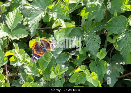 Der wunderschöne rote Admiral Schmetterling thront auf einem grünen Blatt in der Sommersonne Stockfoto