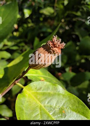 Kalifornische Süßstrauch (Calycanthus occidentalis) Plantae Stockfoto